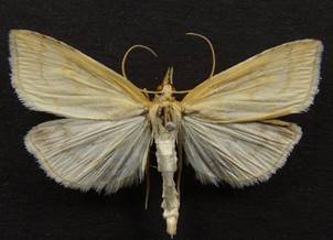 U.lutealis_1..