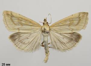 U.lutealis_2