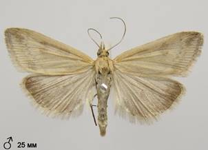 U.nebulalis_2