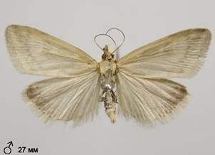 U.nebulalis_3