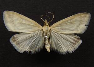U.nebulalis_3.