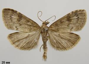 U.prunalis_1