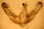 U.prunalis_1_gen.