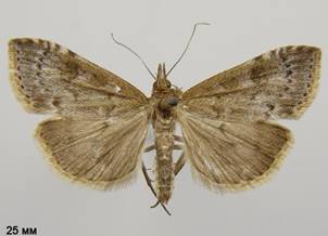 U.prunalis_2.%20