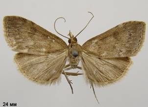 U.prunalis_3.%20