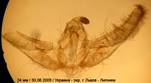 U.prunalis_2