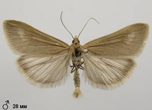 U.uliginosalis_2.%20