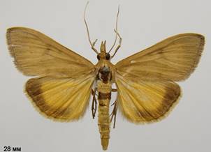 U.gilvata_1.%20