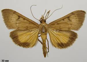 U.gilvata_2.%20