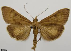 U.gilvata_4.%20