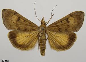 U.gilvata_5.%20
