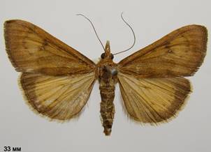 U.gilvata_6.%20