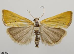 X.saxonellus_1.%20