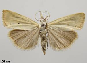 X.saxonellus_2.%20