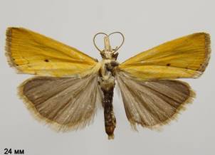 X.saxonellus_3