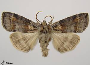 C.diluta_1