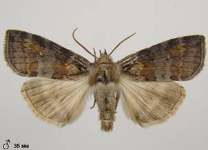 C.diluta_2