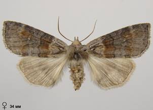C.diluta_3