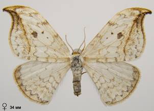 D.falcataria_2