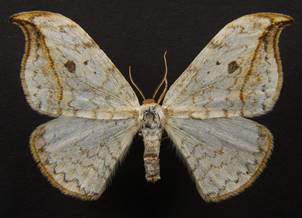 D.falcataria_2.