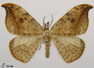 D.falcataria_3