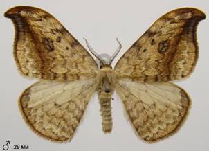 D.falcataria_4