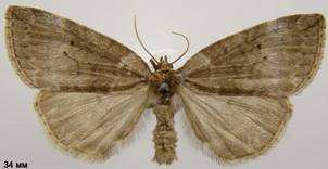 O.duplaris_1