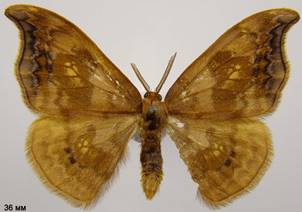 S.harpagula_1