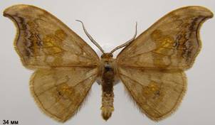 S.harpagula_3