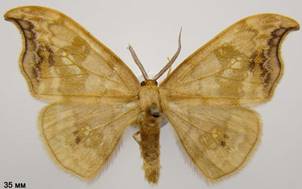 S.harpagula_4