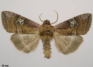 T.ocularis_1