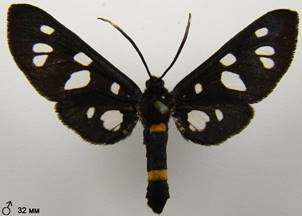 A.nigricornis_1