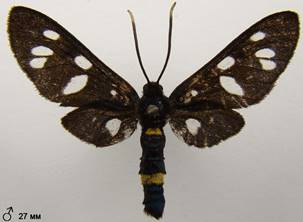 A.nigricornis_3