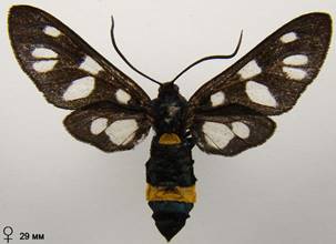 A.nigricornis_4