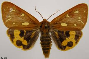 H.aulica