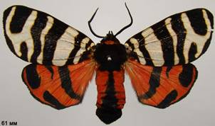 E.festiva_1