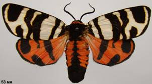 E.festiva_2