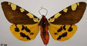 P.matronula_1