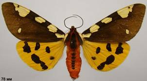 P.matronula_2