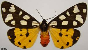 E.villica_2