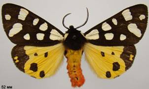 E.villica_5