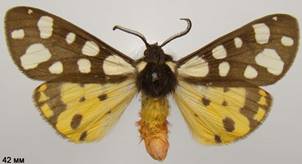 E.villica_6