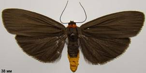 A.rubricollis_1