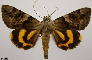 C.fulminea_2