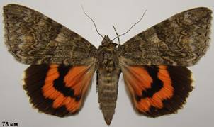 C.nupta_1