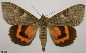 C.nupta_2