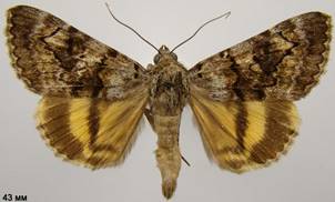 C.nymphagoga_2