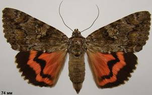C.sponsa_1