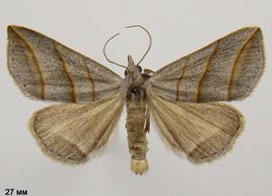 C.salicalis_131