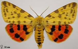 R.purpurata_3